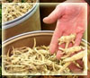 Bulk Ginseng