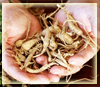 American Ginseng Roots